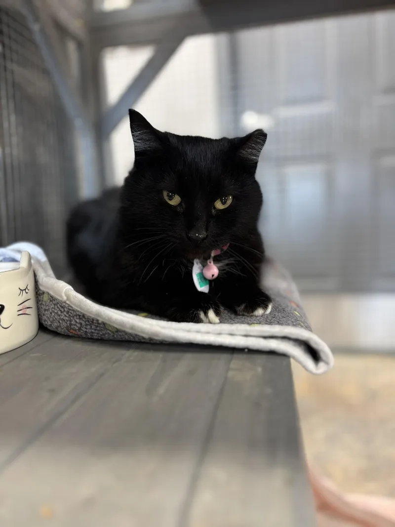 Constance thumbnail 2