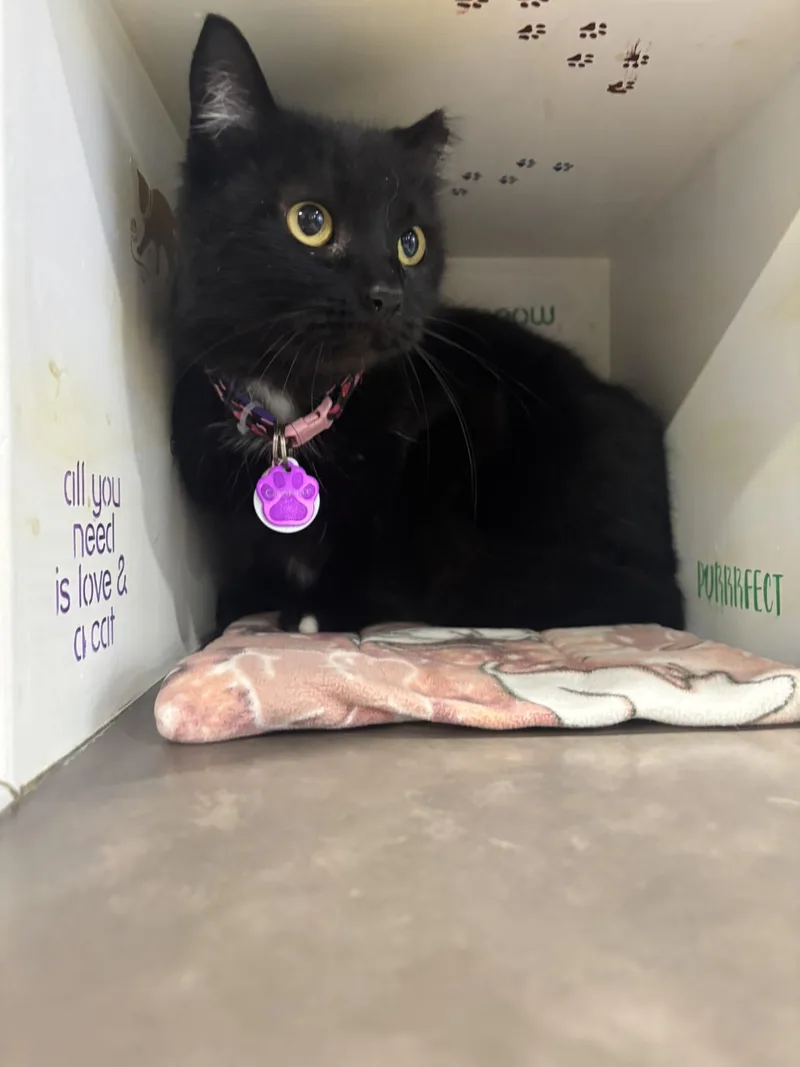 Constance thumbnail 3