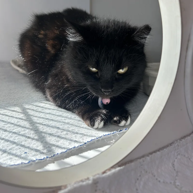 Constance thumbnail 4