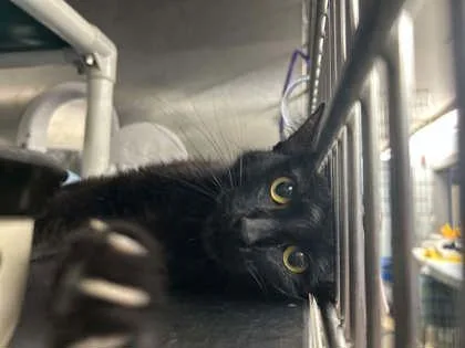 An adult small-sized female Domestic Short Hair cat named Strawberries And Cream for adoption in Munster, IN