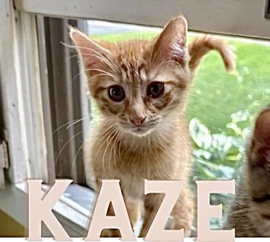 A baby medium-sized male Tabby (Orange / Red) Domestic Short Hair cat named Kaze for adoption in Allegan, MI