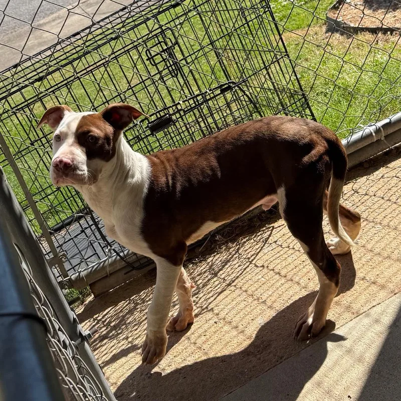 A young medium-sized male Brown / Chocolate Pit Bull Terrier dog named Jacoby for adoption in Birmingham, AL