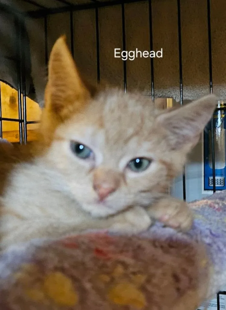 A baby medium-sized male Domestic Short Hair cat named Egghead for adoption in Parkville, MD