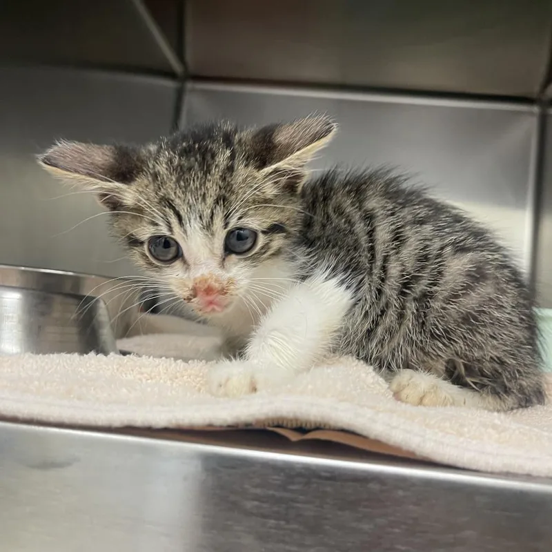 A baby small-sized male Brown / Chocolate Domestic Short Hair cat named Chicago for adoption in Auburn, AL