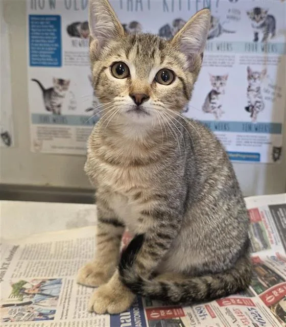 A baby small-sized male Domestic Short Hair cat named Dynamo for adoption in San Antonio, TX
