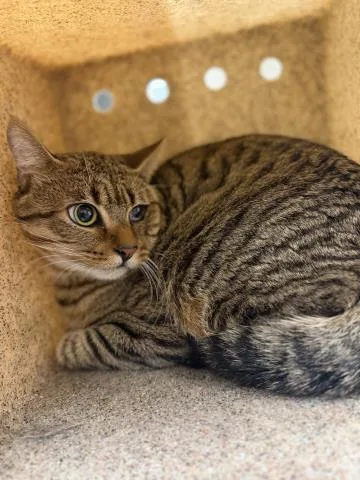 An adult small-sized male Domestic Short Hair cat named Kenai for adoption in Riverside, CA