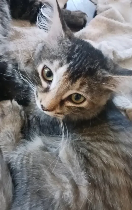 A baby medium-sized female Tabby (Gray / Blue / Silver) Tabby cat named Briar for adoption in Pasco, WA