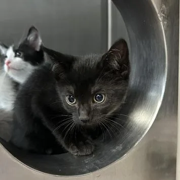 A baby small-sized male Black Domestic Short Hair cat named Clue for adoption in Indianapolis, IN