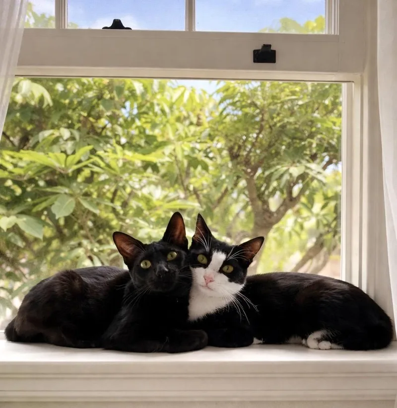 A young large-sized male Tuxedo cat named Mr Bing Bing & for adoption in Long Beach, CA