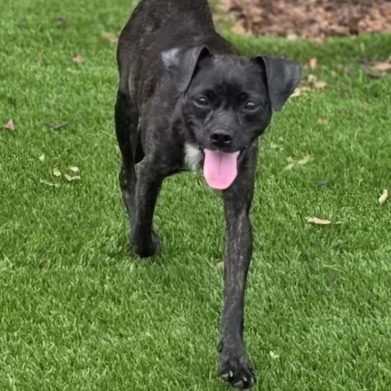 A young small-sized female Brindle Chihuahua dog named Joy for adoption in Anderson, SC