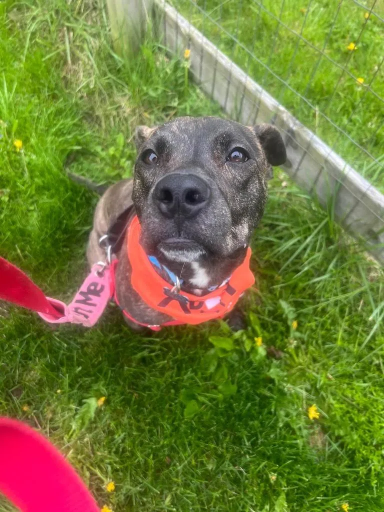 A young medium-sized male Mixed Breed dog named Sedum for adoption in Detroit, MI