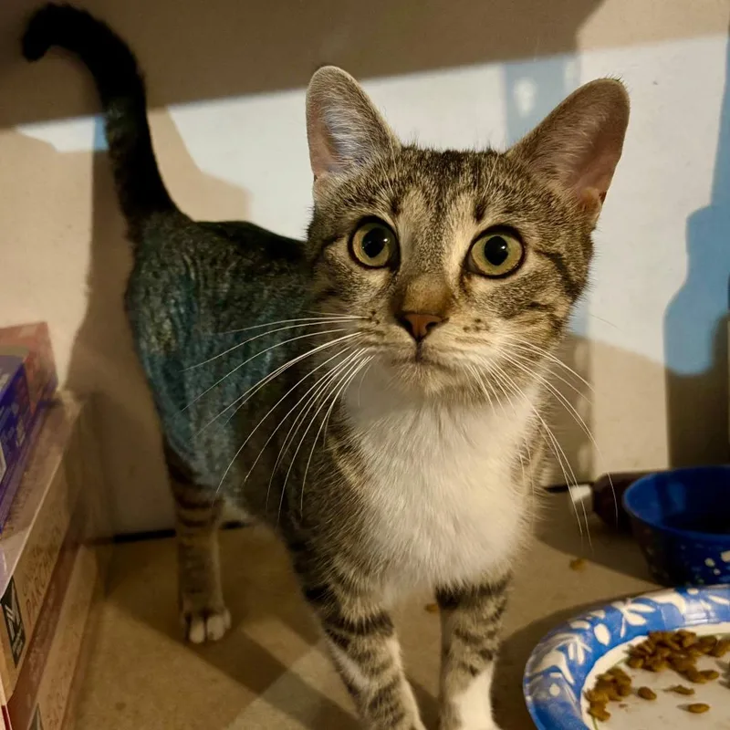 An adult small-sized female Brown / Chocolate Domestic Short Hair cat named Beatrice for adoption in Troy, IL
