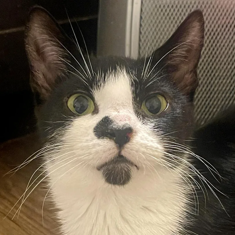 An adult medium-sized female Black Domestic Short Hair cat named Bessie for adoption in Nampa, ID