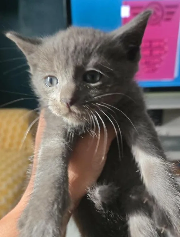 A baby small-sized male Domestic Short Hair cat named Dust Bunny for adoption in Hartsville, SC