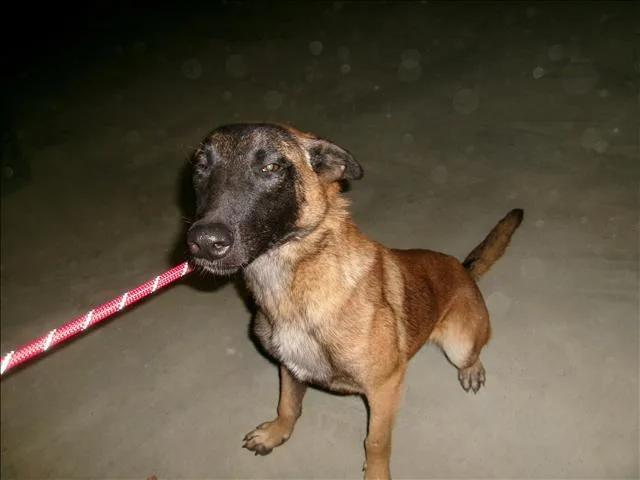 A young medium-sized female Belgian Shepherd / Malinois dog named Noella for adoption in Van Nuys, CA