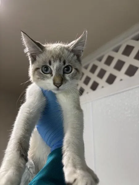 A baby small-sized male Domestic Short Hair cat named Stilton for adoption in Sherwood, OR