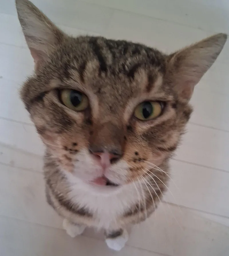 A young medium-sized male Orange / Red Domestic Short Hair cat named Rambo for adoption in Longwood, FL