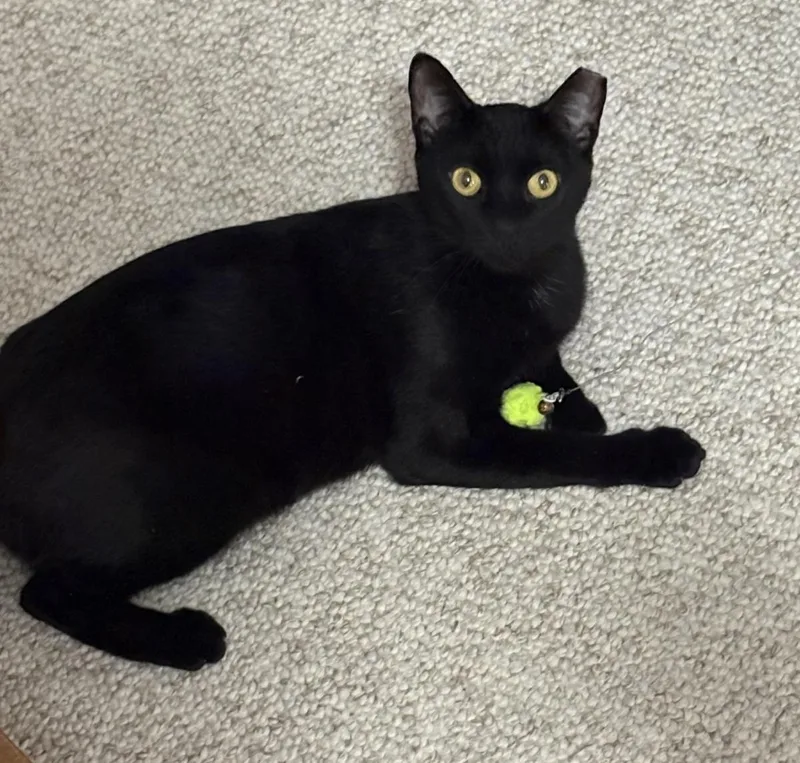 An adult medium-sized female Black Domestic Short Hair cat named Kattie Mcdaniel for adoption in Chandler, AZ
