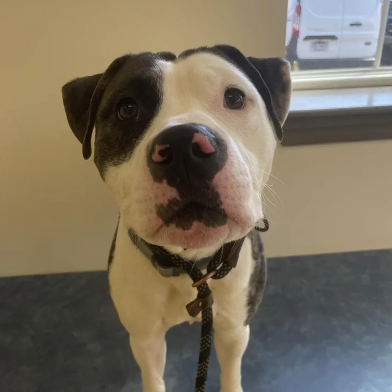 Great Prince thumbnail 2