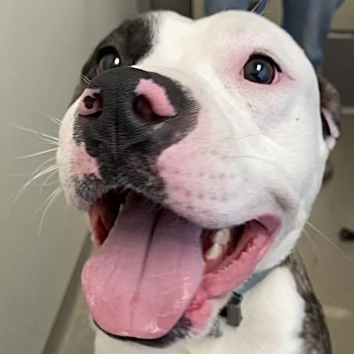 Great Prince thumbnail 3