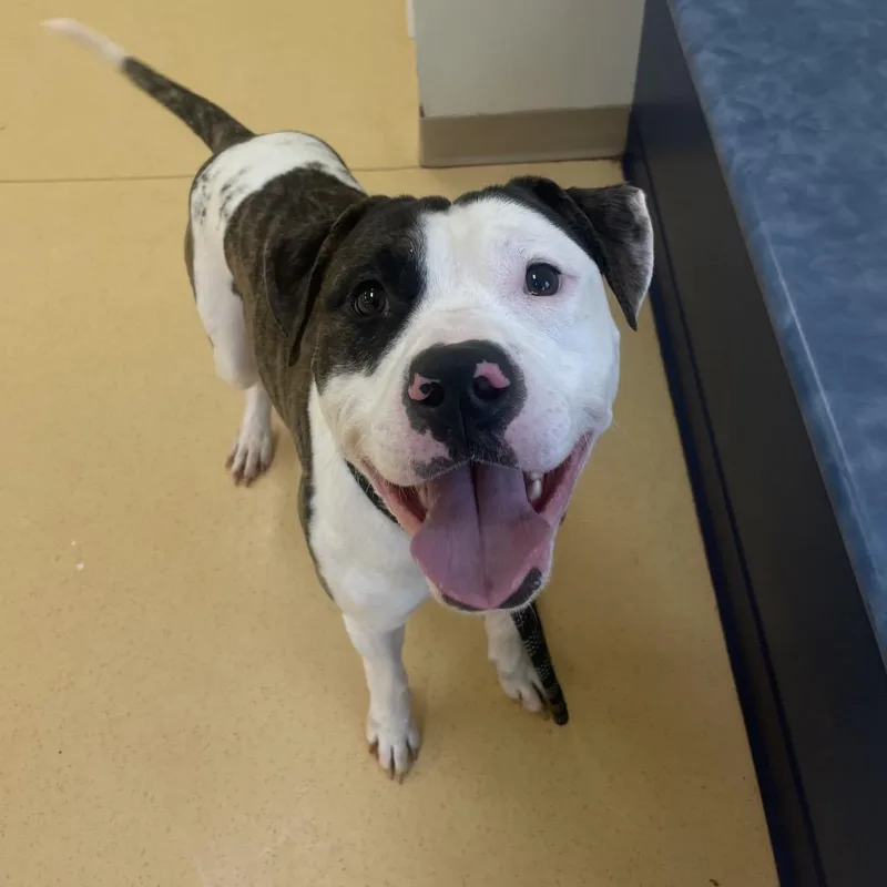 Great Prince thumbnail 4