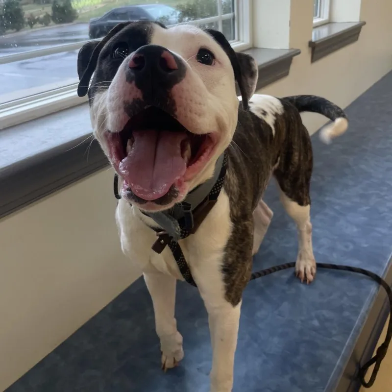 Great Prince thumbnail 5