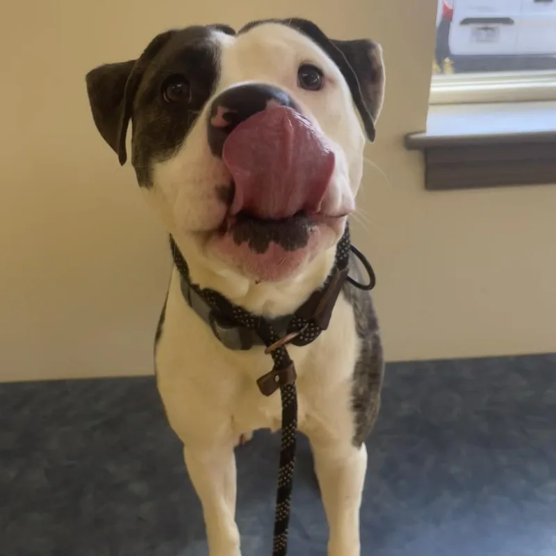 Great Prince thumbnail 6