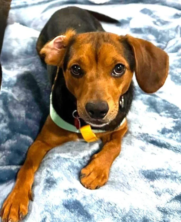 A young small-sized male Beagle dog named Dandy for adoption in Dunnellon, FL