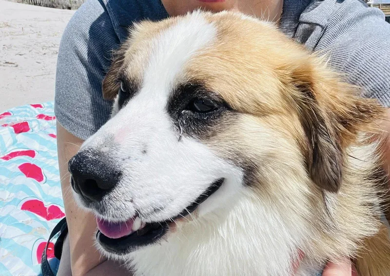 An adult small-sized male Corgi dog named Little Bear for adoption in Glenmoore, PA