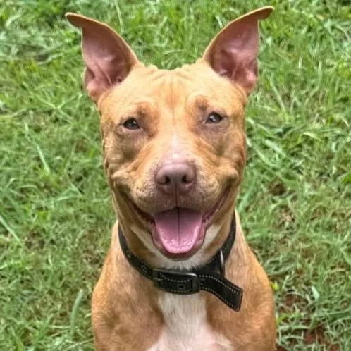 An adult medium-sized female Red / Chestnut / Orange Mixed Breed dog named Stitch for adoption in Hamilton, GA