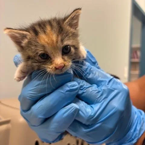 A baby small-sized female Calico Domestic Short Hair cat named Passport for adoption in Mooresville, NC
