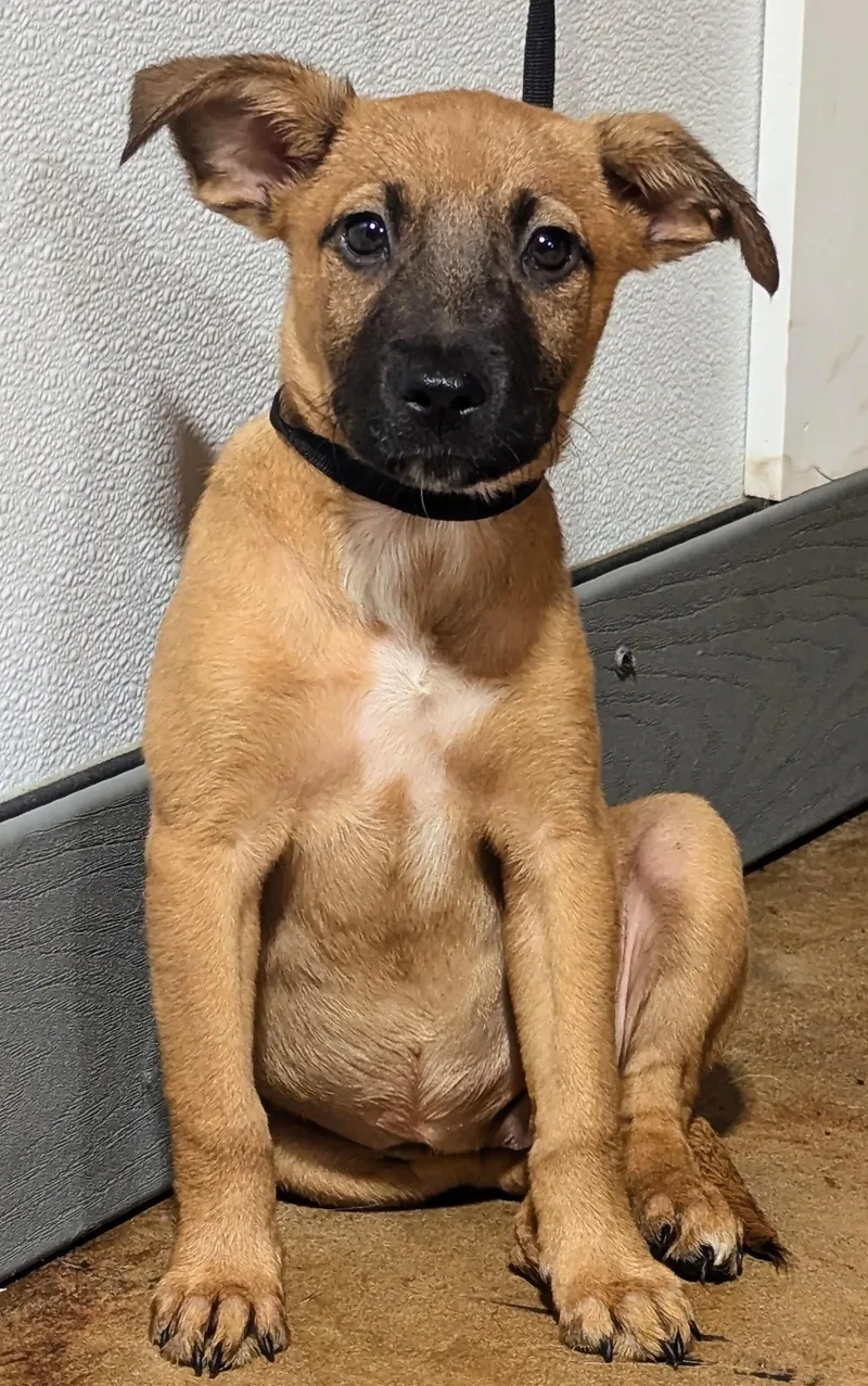 A baby medium-sized female Tricolor (Brown, Black, & White) Black Mouth Cur dog named Princess Pancake for adoption in Jackson, GA