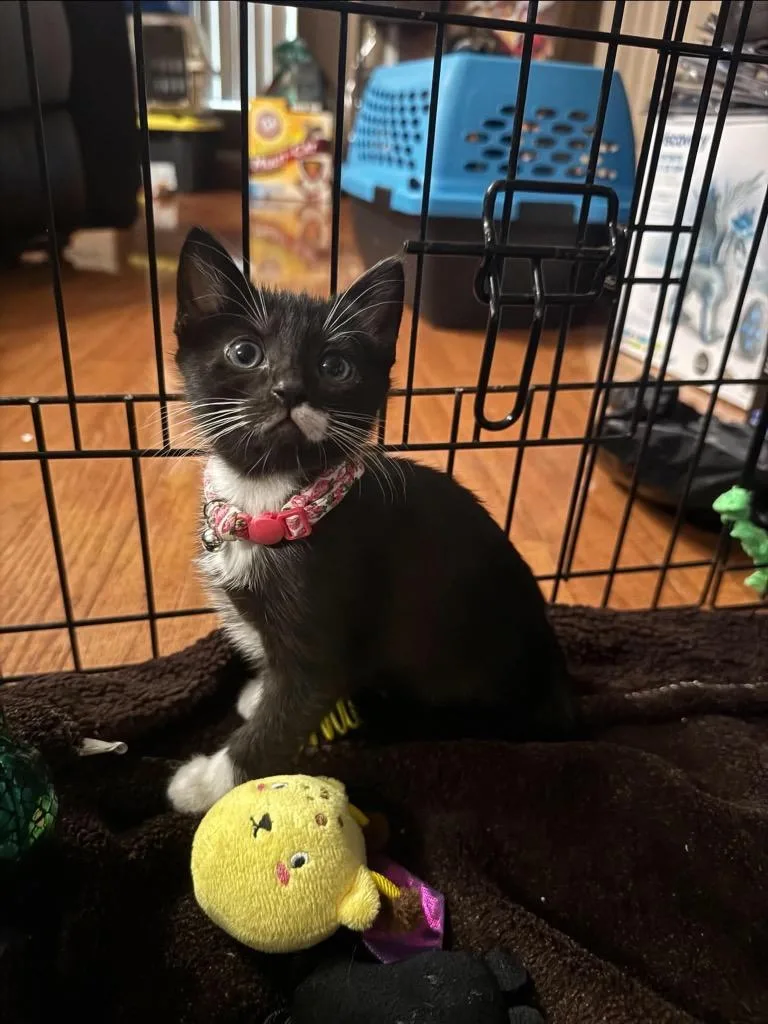 A baby small-sized female Domestic Short Hair cat named Ruby for adoption in Orlando, FL