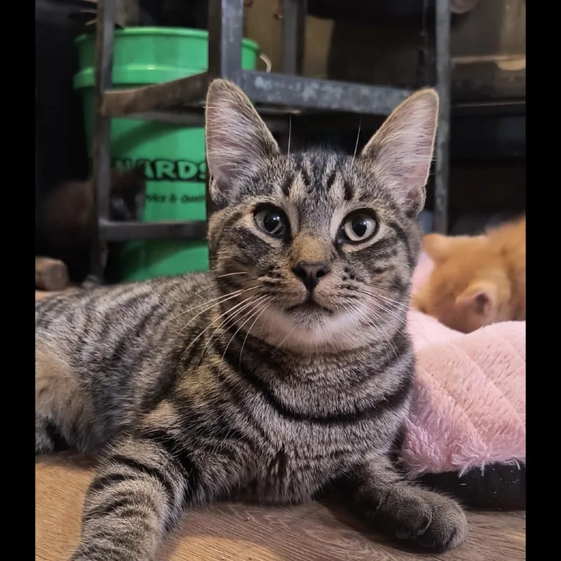 A young medium-sized male Brown / Chocolate Domestic Short Hair cat named Turkey for adoption in Huntington, WV