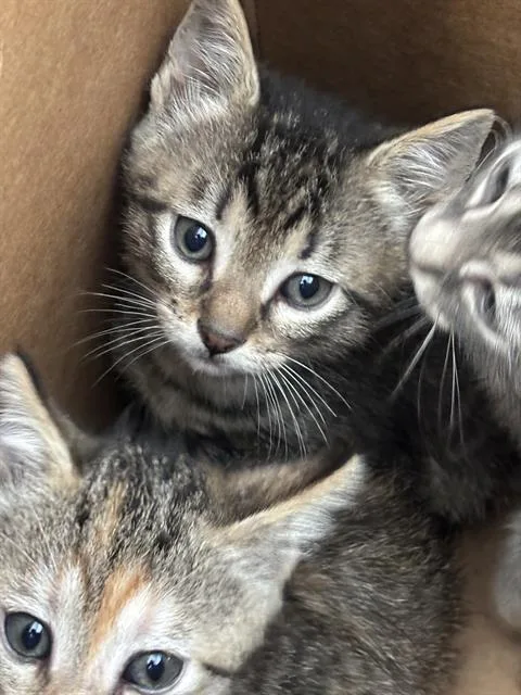 A baby medium-sized male Domestic Short Hair cat named Jupiter for adoption in Dallas, TX