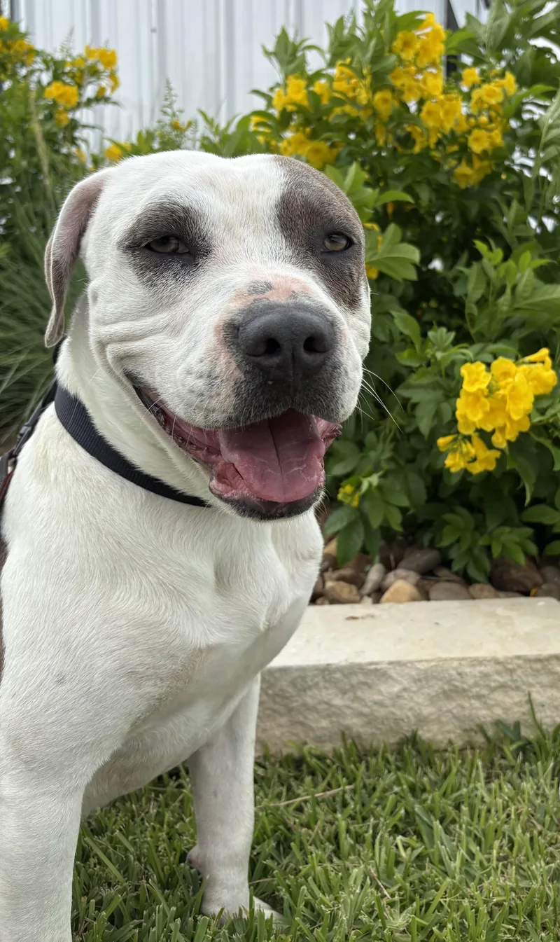 An adult medium-sized male Terrier dog named Birk for adoption in Cibolo, TX