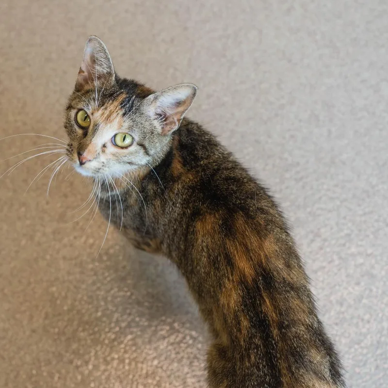An adult small-sized female Torbie Domestic Short Hair cat named Malory for adoption in Houston, TX