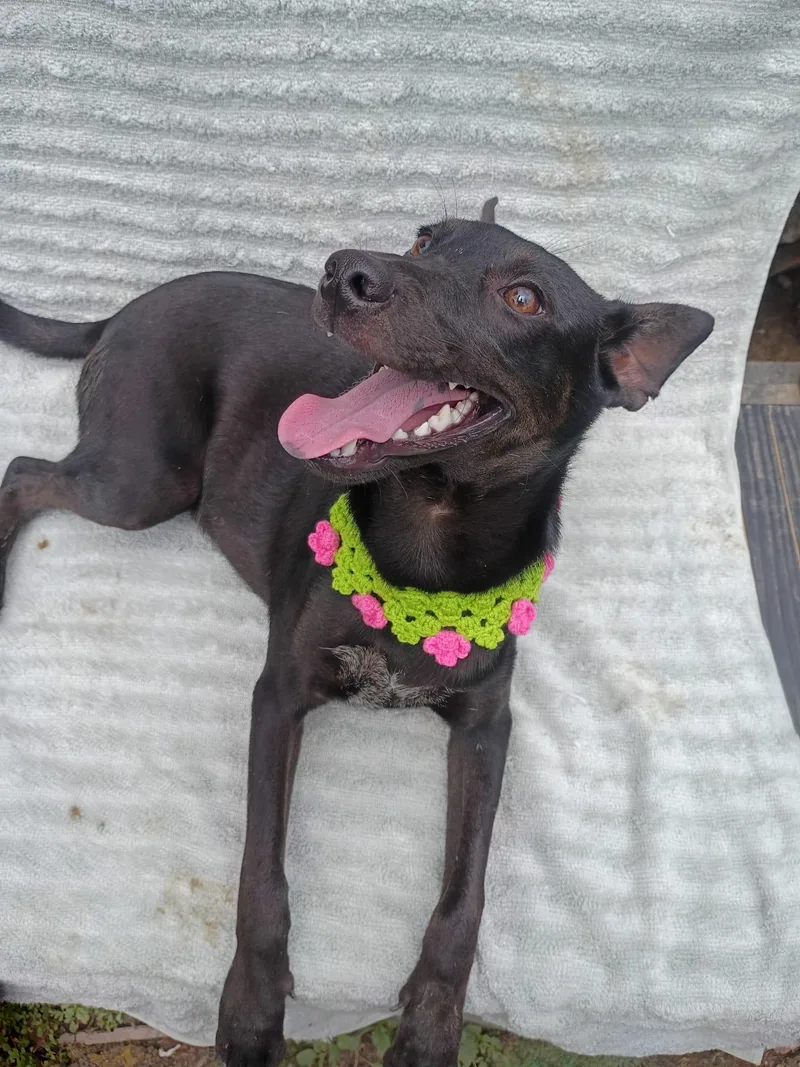 A young small-sized male Terrier dog named Nia for adoption in Albion, NY