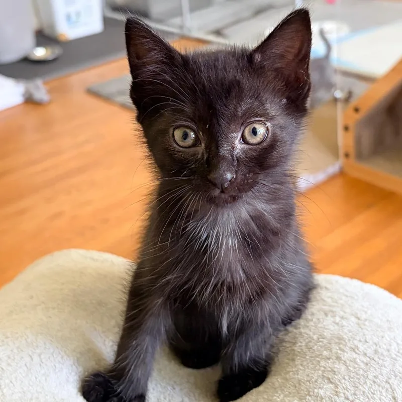 A baby small-sized female Black American Shorthair cat named Eilean for adoption in Franklin, TN