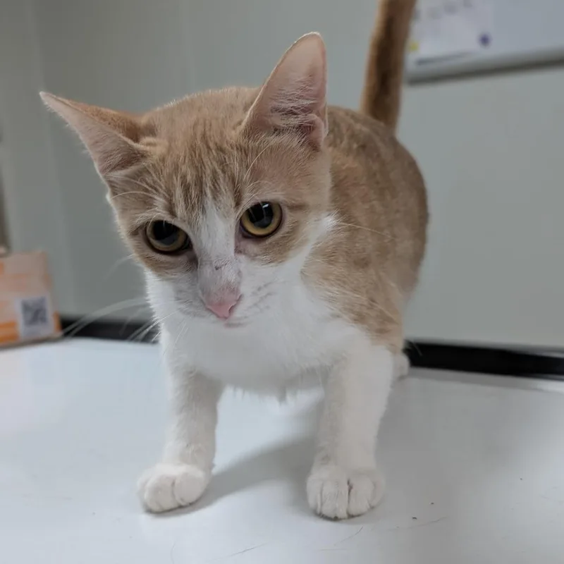 A young medium-sized female Buff / Tan / Fawn Domestic Short Hair cat named Lola for adoption in Canton, IL