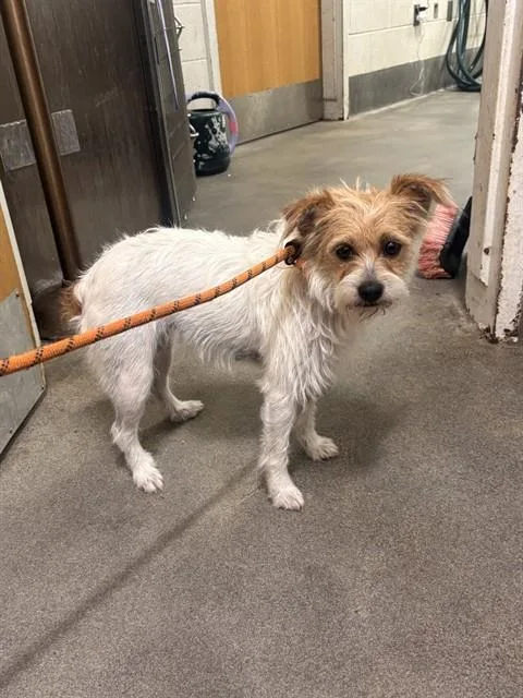 A young small-sized female Parson Russell Terrier dog named Vixie for adoption in Upper Marlboro, MD