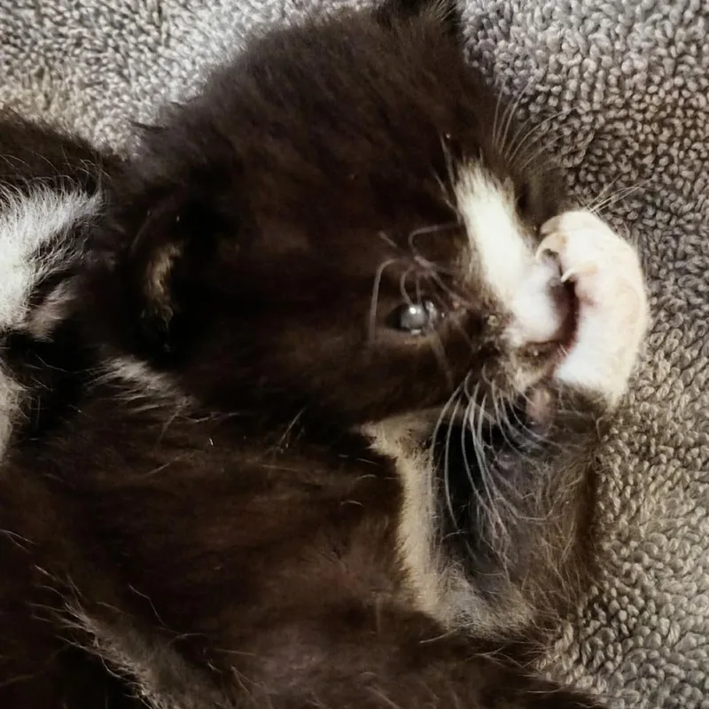 A baby small-sized male Black Domestic Short Hair cat named Bonus for adoption in Brooklyn, NY