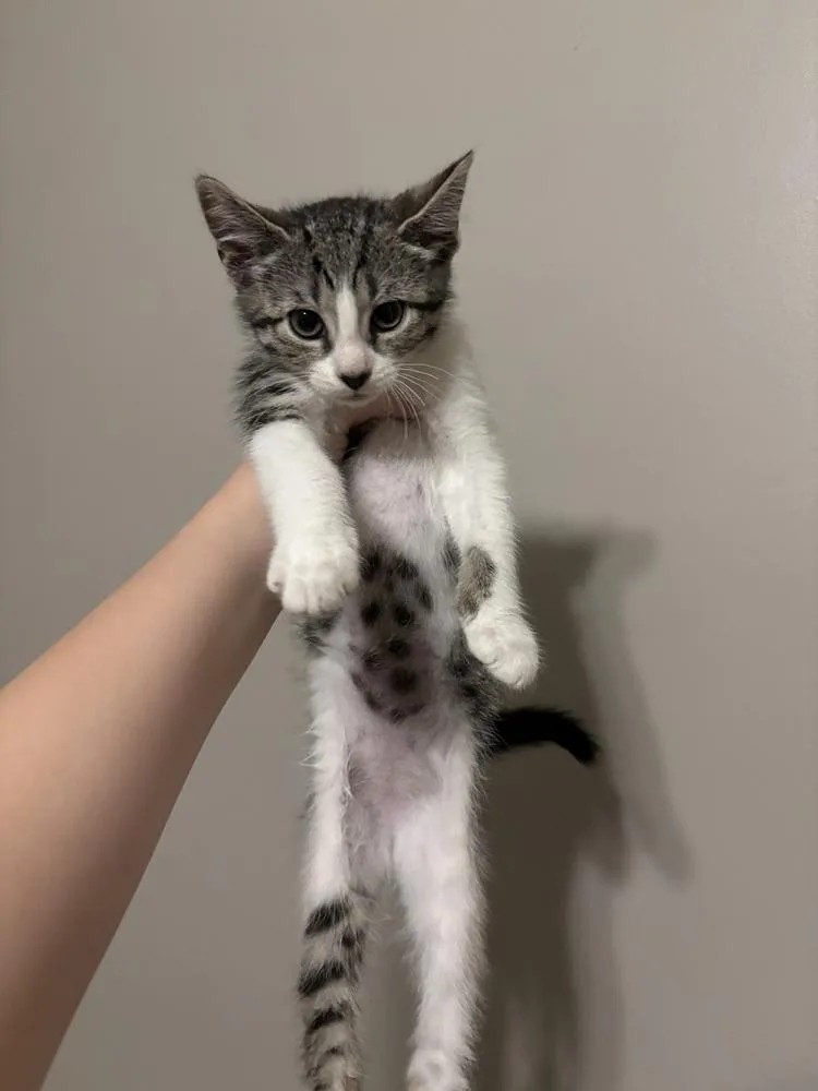 A baby medium-sized male Domestic Short Hair cat named Slate for adoption in Salisbury, NC
