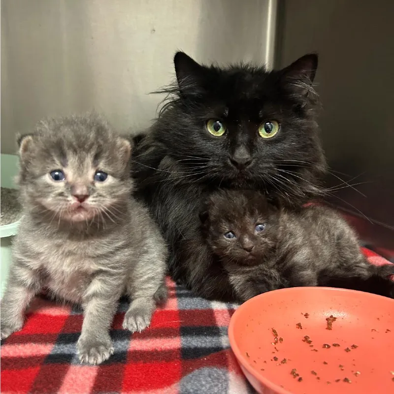 A baby small-sized male Black Domestic Short Hair cat named Miso for adoption in Naperville, IL