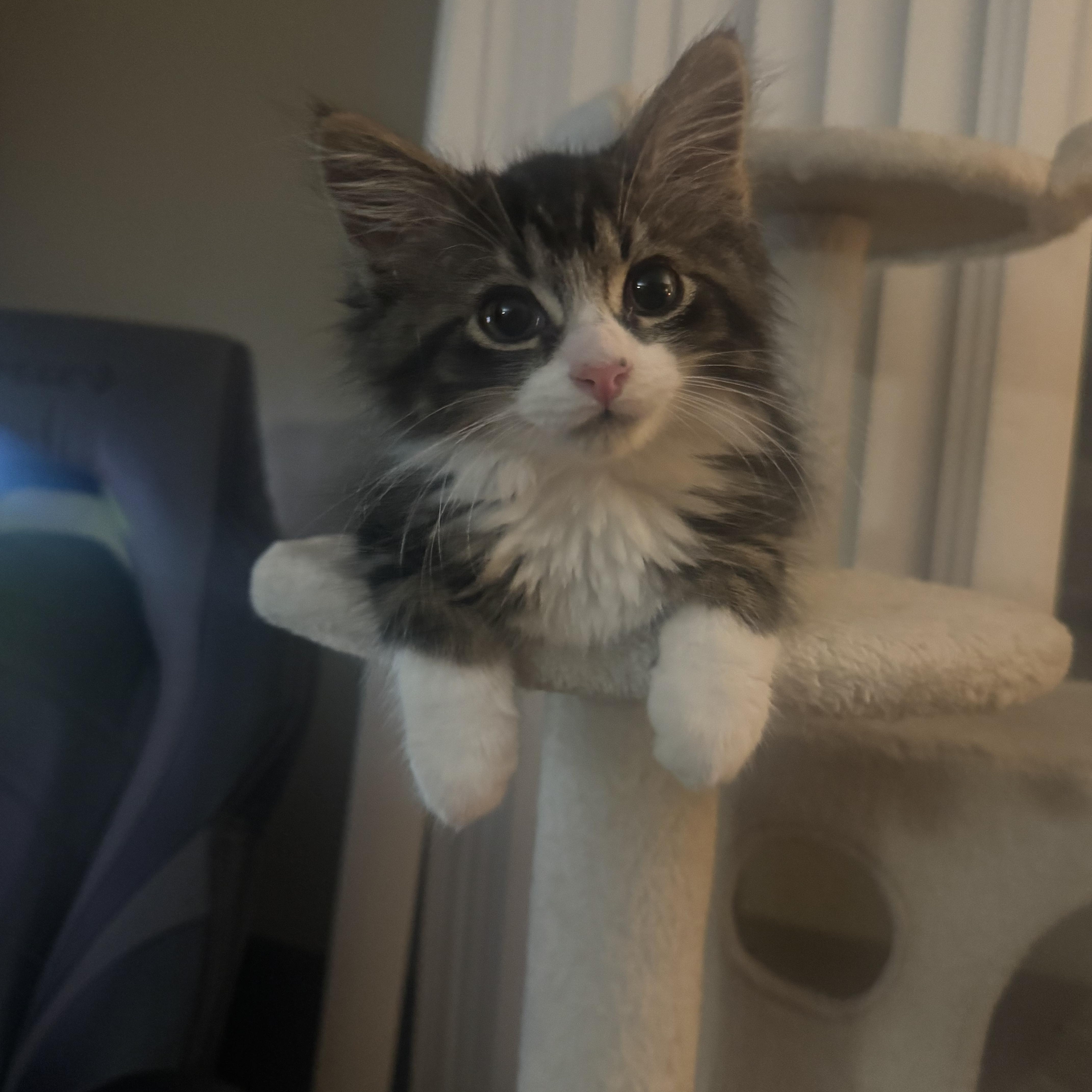 A baby medium-sized male Tabby (Brown / Chocolate) Domestic Long Hair cat named Sebastian for adoption in Wyandotte, MI
