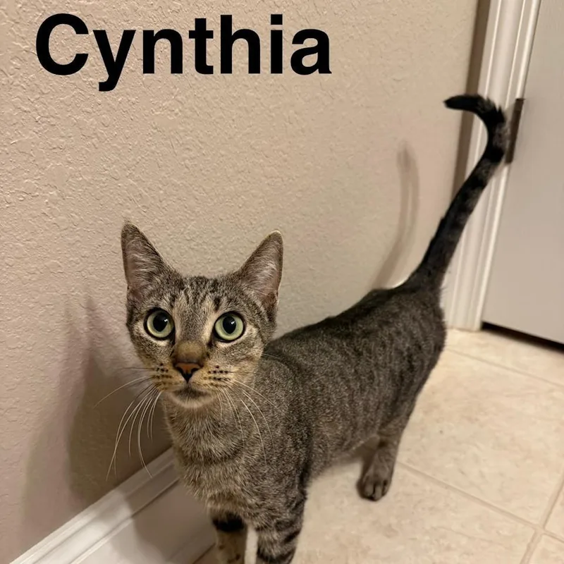 Cynthia