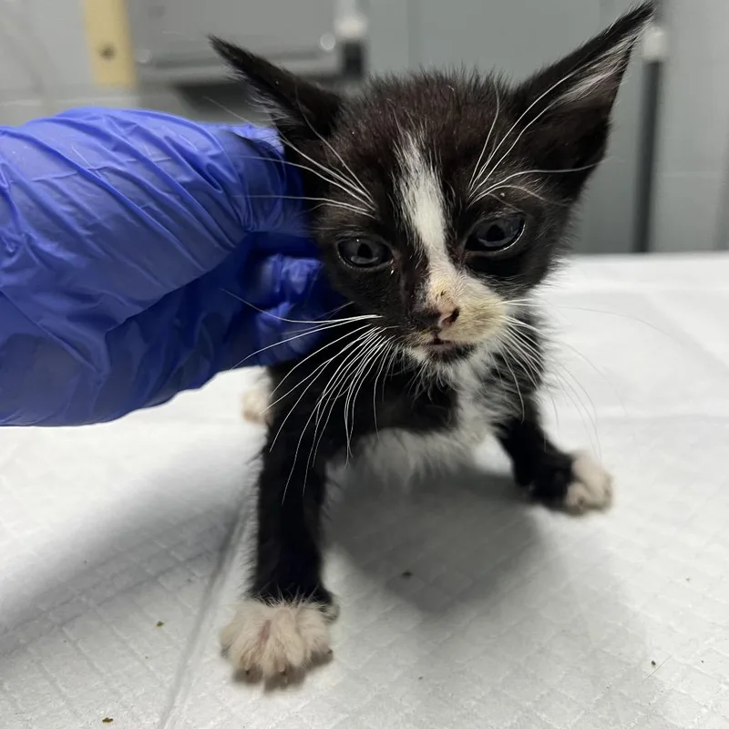 A baby small-sized male Black Domestic Short Hair cat named Map for adoption in Summerville, SC