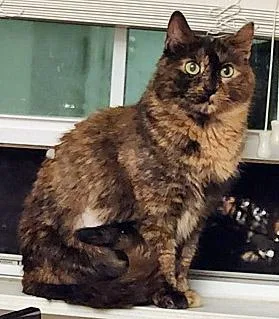 A senior medium-sized female Domestic Short Hair cat named Cali for adoption in Fishers, IN