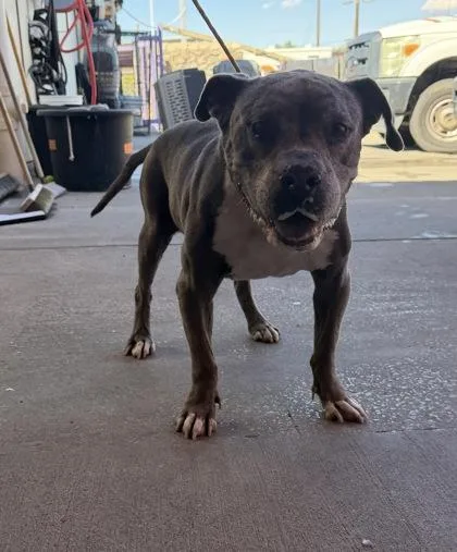 An adult medium-sized female Gray / Blue / Silver Pit Bull Terrier dog named 61801953 for adoption in El Paso, TX