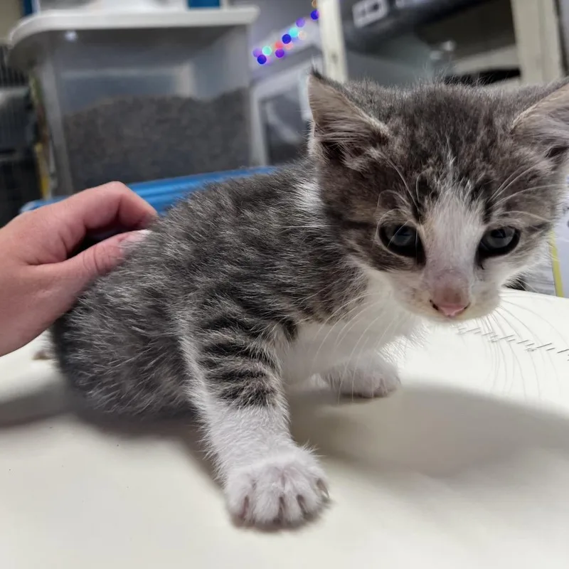 A baby small-sized male Gray / Blue / Silver Domestic Short Hair cat named Charlie for adoption in Harrisville, WV